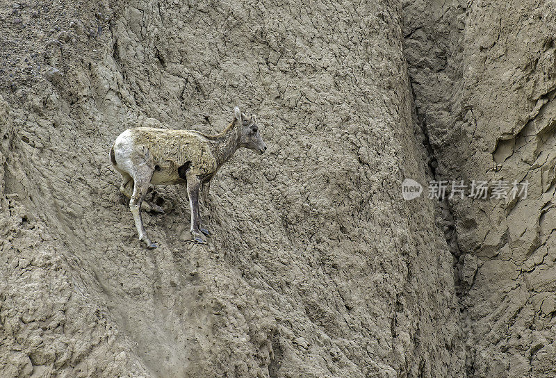 大角羊(Ovis canadensis)是一种原产于北美的绵羊，在怀俄明州的黄石国家公园发现。在几乎垂直的岩壁上行走和跳跃。